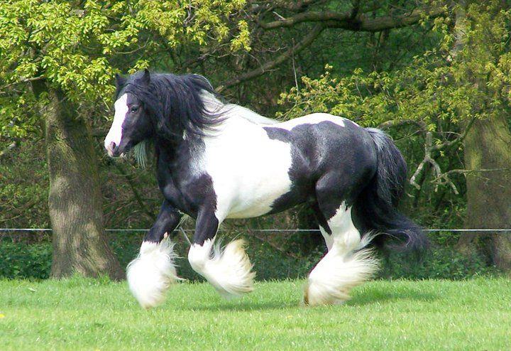 Hermits China Boy - Feathered Cob